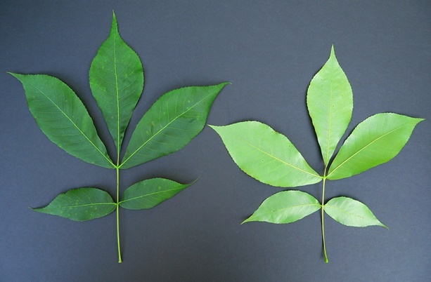 {Carya carolinae-septentrionalis}